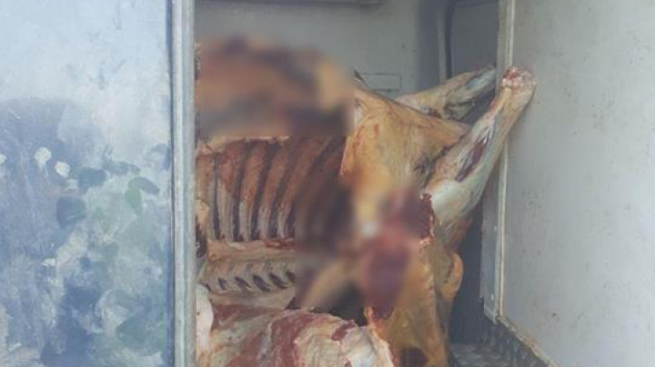 Jumătate de tonă de carne de bovină, transportată fără acte (FOTO)