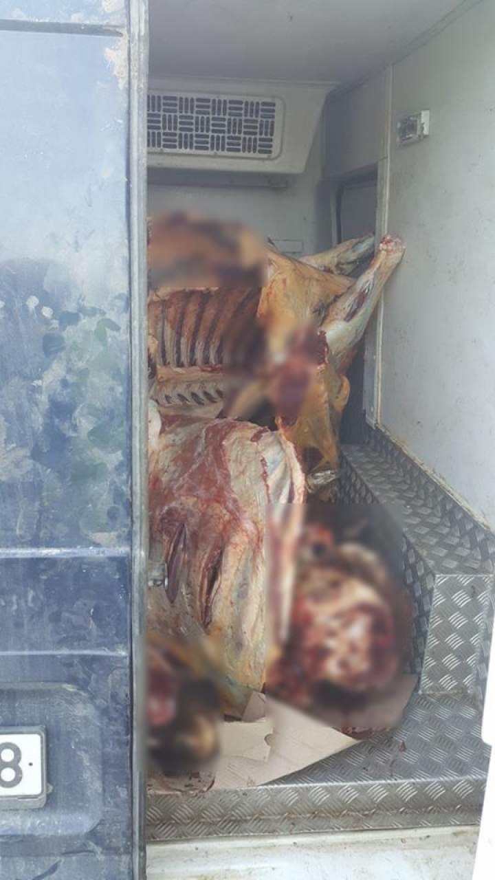 Jumătate de tonă de carne de bovină, transportată fără acte (FOTO)