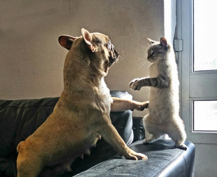 Topul celor mai HAIOASE fotografii cu animale ale verii (FOTO)