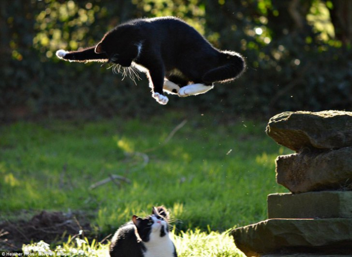 Topul celor mai HAIOASE fotografii cu animale ale verii (FOTO)