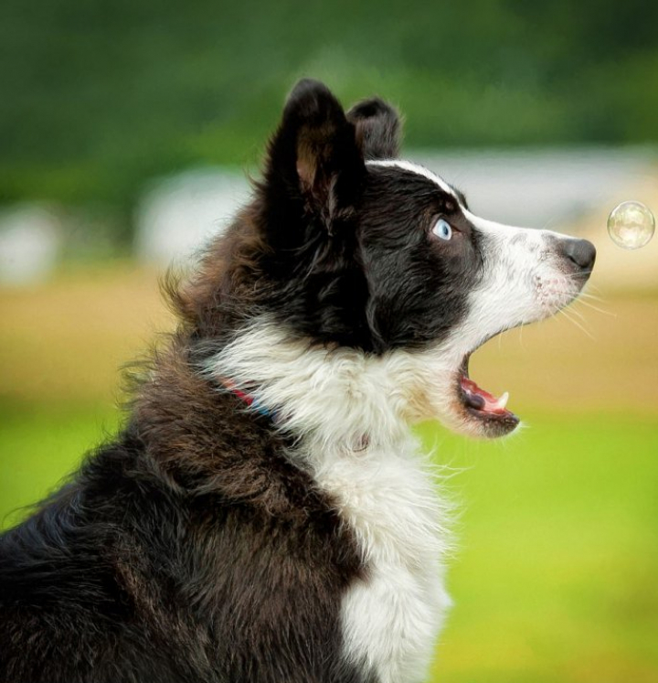 Topul celor mai HAIOASE fotografii cu animale ale verii (FOTO)