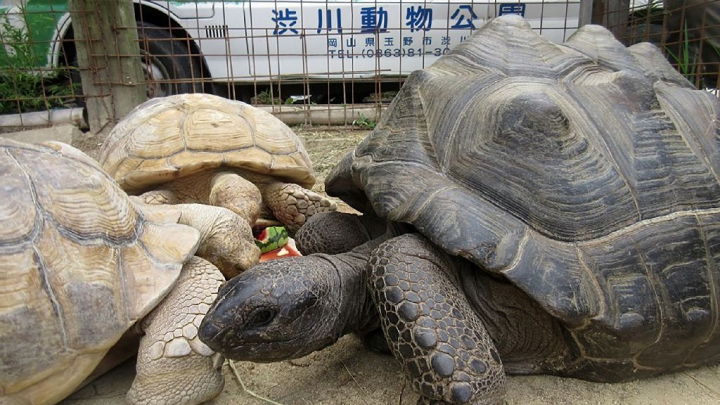 O ţestoasă fugară a fost găsită după două săptămâni, la doar 140 de metri distanţă de Zoo