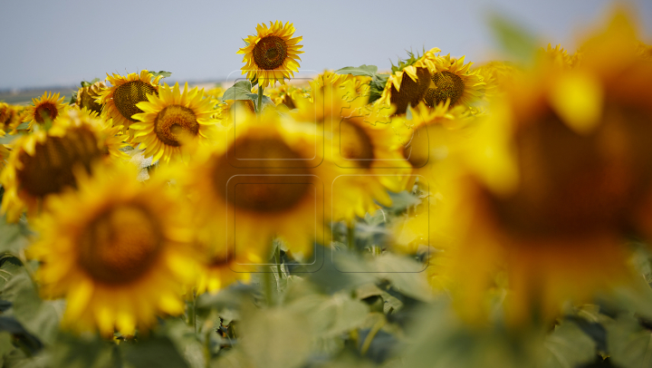 Moldova se va sufoca de căldură! Ce temperaturi ne aşteaptă în următoarele zile