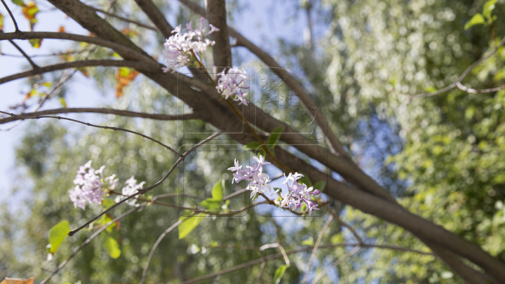 FENOMEN NEOBIŞNUIT! La sfârşit de august a înflorit LILIACUL (FOTO)