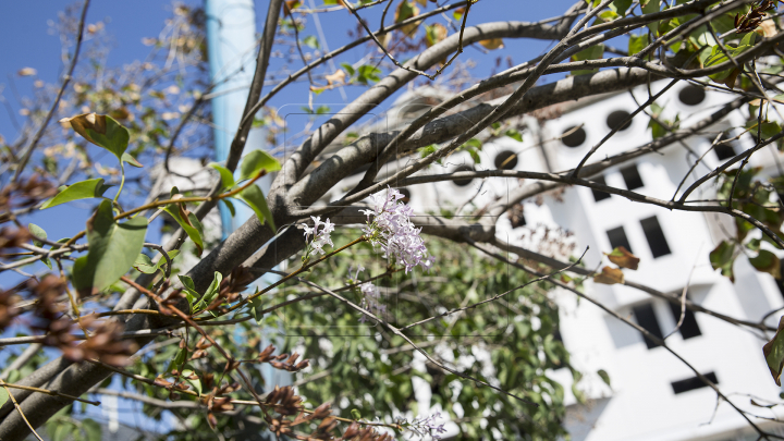 FENOMEN NEOBIŞNUIT! La sfârşit de august a înflorit LILIACUL (FOTO)