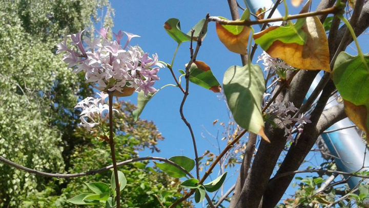 FENOMEN NEOBIŞNUIT! La sfârşit de august a înflorit LILIACUL (FOTO)
