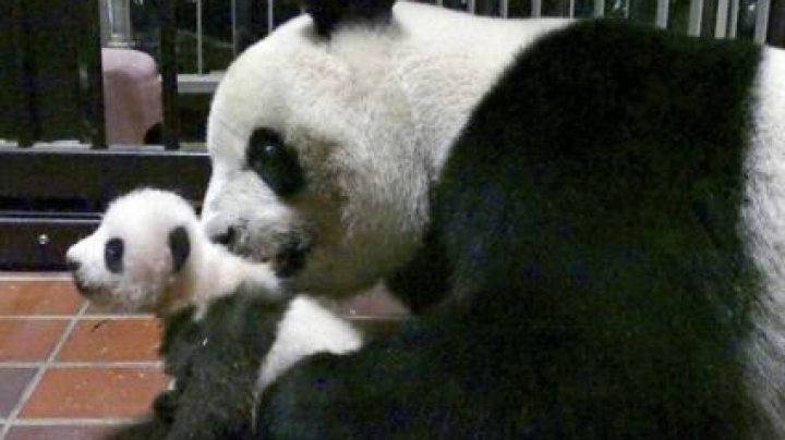 Circa 320.000 de sugestii a primit o grădină zoologică din Japonia pentru numele unui pui de urs panda (VIDEO)