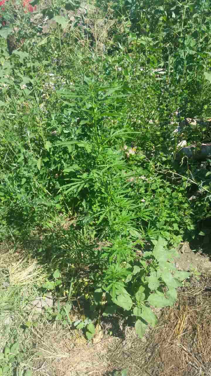 Mai multe plantații de cânepă au fost descoperite și nimicite de polițiștii de frontieră