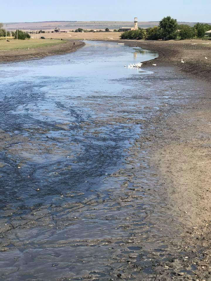 DEZASTRU ECOLOGIC în satul Căzăneşti. PEŞTI MORŢI au umplut malurile râului Răut (FOTO) 