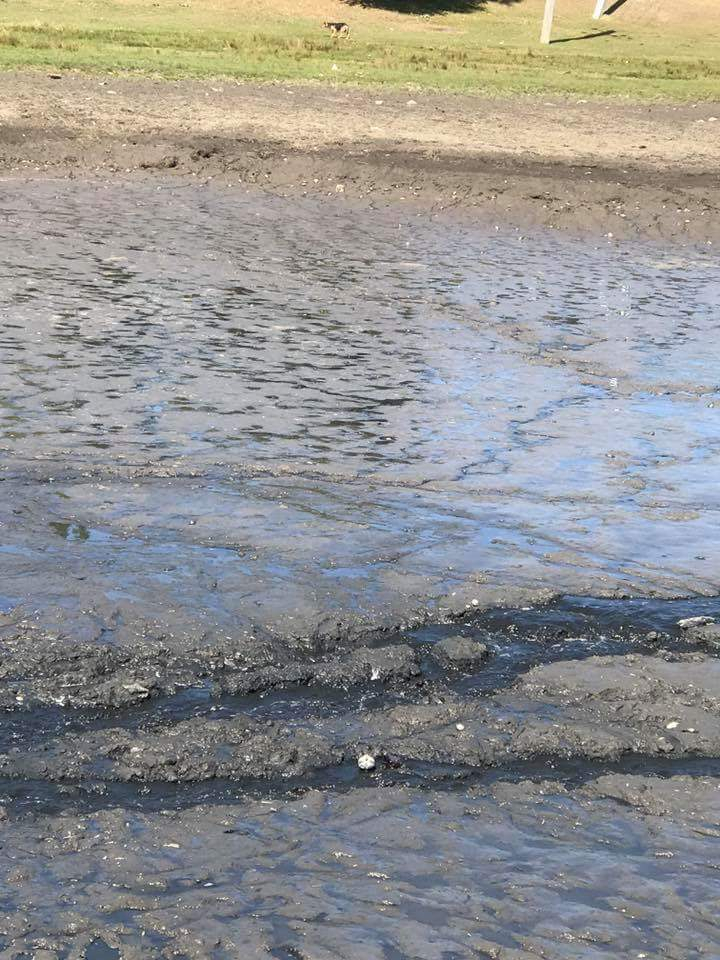 DEZASTRU ECOLOGIC în satul Căzăneşti. PEŞTI MORŢI au umplut malurile râului Răut (FOTO) 