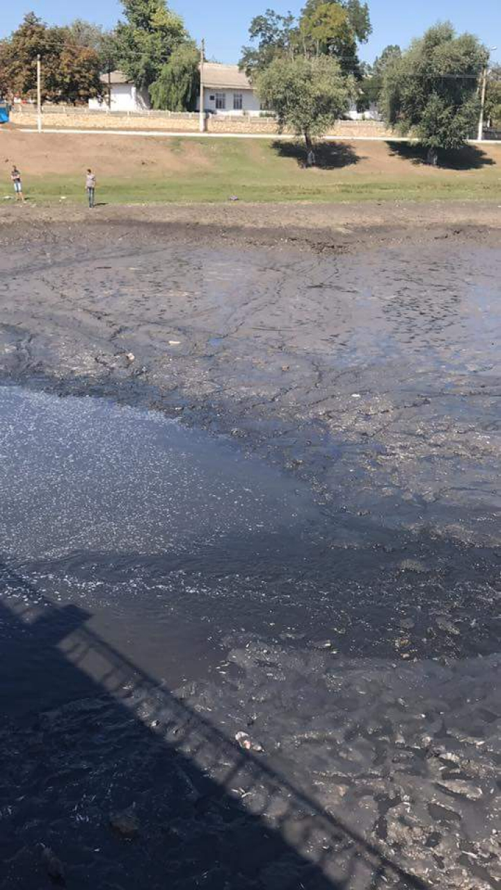 DEZASTRU ECOLOGIC în satul Căzăneşti. PEŞTI MORŢI au umplut malurile râului Răut (FOTO) 