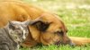 Rusia: Vor să interzică lătratul câinilor și mieunatul pisicilor în "afara programului"