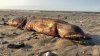 Creatură BIZARĂ pe plajele din SUA. Animalul a apărut în urma uraganului Harvey (FOTO)