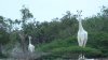 APARIŢIE DE EXCEPŢIE în sălbăticie. Pădurarii din Kenya au suprins două girafe albe (VIDEO VIRAL)