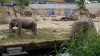 Moştenire de 22 de milioane de dolari Grădinii Zoologice din Koln, Germania