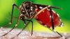 Alertă de răspândire a "super-malariei". Forma periculoasă a maladiei nu poate fi ucisă cu principalele medicamente anti-malarie