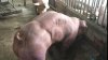 IMAGINI REVOLTĂTOARE! Un fermier a decis să modifice genetic o rasă de porci însă a creat niște MONȘTRI (VIDEO)