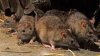 O fată cu dizabilități a fost mutilată de șobolani în propria locuință din Franţa