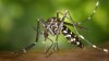 Virusul Zika face ravagii în India. Mai mult de 100 de oameni au fost infectaţi de la începutul lunii