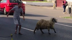 Un berbec a intrat într-un magazin. Imaginile au șocat pe toată lumea (VIDEO)