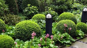 Semnal de alarmă: O invazie de insecte atacă arbuștii de buxus. RECOMANDĂRILE specialiştilor