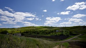 Seceta AMENINŢĂ culturile. Deşi sperau la o recoltă bogată, lipsa precipitaţiilor le-a dat planurile peste cap agricultorilor