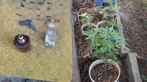 Plante de cânepă cultivate în ghiveciuri și un pistol, descoperite la domiciliul unui bărbat din Capitală
