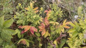 METEO 3 octombrie 2017: Vremea se încălzeşte uşor. Ce temperaturi vom avea