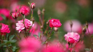 Vreme frumoasă în următoarele zile. Câte grade vor indica termometrele