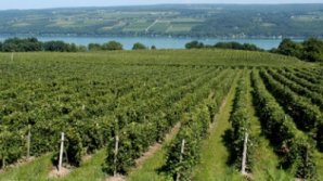 Analiză arheologică: Din ce zonă de la periferia Europei provine, de fapt, VINUL