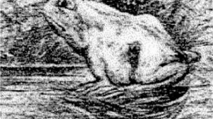 O imagine ce circulă pe Internet A INTRIGAT lumea. Doar un GENIU recunoaşte ce animal e, de fapt (FOTO)