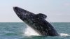 MOMENT EMOŢIONANT! Ce face o mamă balenă cu puiul ei când vede o barcă a turiștilor (VIDEO)