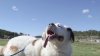 Record neobişnuit! Un câine din Dakota de Sud are cea mai lungă limbă din lume