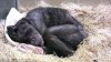 EMOŢIONANT PÂNĂ LA LACRIMI! Momentul în care un cimpanzeu pe moarte şi-a îmbrăţişat un vechi prieten (VIDEO)