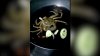 AI VĂZUT AŞA CEVA? Un crab gătit de viu mănâncă în tigaie ingredientele de lângă el (VIDEO)