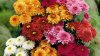 SEZONUL CRIZANTEMELOR E ÎN TOI. Florile multicolore au umplut pieţele şi magazinele din ţară