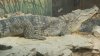 Maimuţă, crocodil, şerpi. Un bărbat din Ungheni are o grădină zoologică chiar în curtea casei. Unele vieţuitoare au ajuns vedete la circ