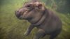 Adorabilul pui de hipopotam Fiona, martor-surpriză la o cerere în căsătorie. Cuplul a rămas fără cuvinte (FOTO)