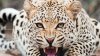 ASTA DA ÎNTÂMPLARE! Ce a făcut un leopard la una dintre cele mai mari fabrici de maşini din India
