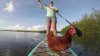 O găină face senzaţie pe Internet! Pasărea își menține perfect echilibrul pe placă