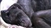 EMOŢII PÂNĂ LA LACRIMI. Gestul uluitor al unui cimpanzeu înainte să moară a ajuns VIRAL PE INTERNET (VIDEO) 