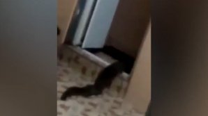A intrat în baie şi s-a SPERIAT ÎNGROZITOR de ce a văzut pe podea. Era o CREATURĂ ORIBILĂ (VIDEO)