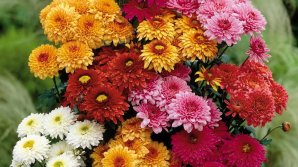 SEZONUL CRIZANTEMELOR E ÎN TOI. Florile multicolore au umplut pieţele şi magazinele din ţară