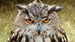 Să fie oare adevărat? Ce înseamnă când auzi o CUCUVEA cântând. Este mai rău decât crezi