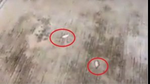 Fenomen ciudat în Mexic, după cutremurul devastator. Peștii au căzut din cer (VIDEO)