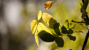 METEO 12 octombrie: Cer variabil şi fără precipitații. Ce temperaturi vor fi, în întreaga țară