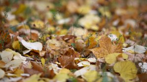 AMENZI USTURĂTOARE pentru moldovenii care dau foc la frunze. Specialiştii vin cu un şir de recomandări de alternativă