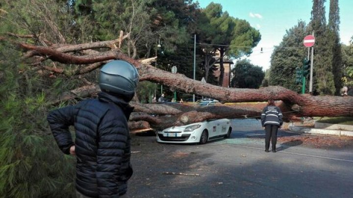 Un pin enorm s-a prăbușit peste un taxi la Roma. Șoferul, transportat la spital