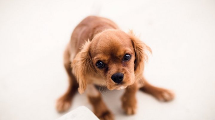 Imaginile celor mai blânzi câini care îți fac ziua mai frumoasă. Cum arată ei (FOTO)