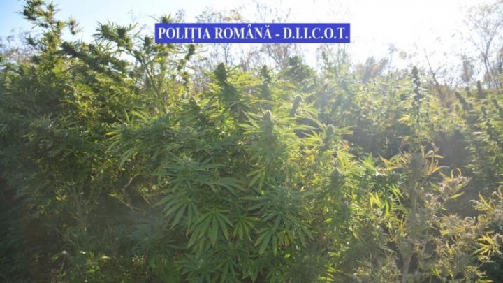 CAPTURĂ RECORD de cannabis în România. Valoarea drogurilor se ridică la 4 MILIOANE de euro